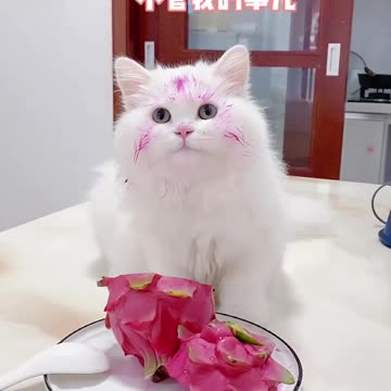 Playful Kitten's Cake Adventure! 🍰😻