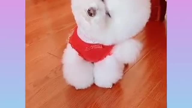 Funny and Cute Dog Video Compilation_24 _#short