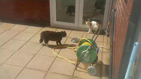 Big Stray Cat Scares Little Cat