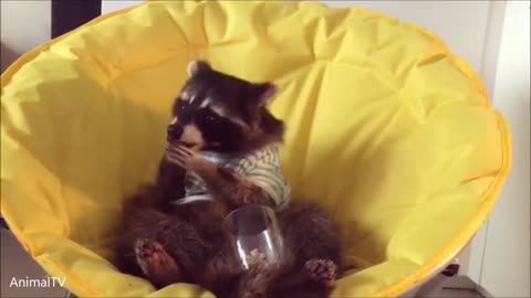 Racoon eats snack