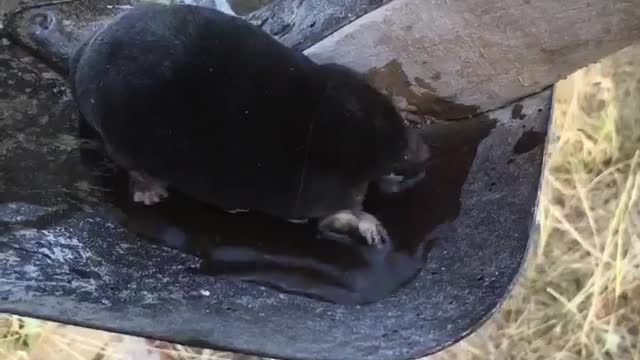 Thirsty Mole Finds a Watering Hole