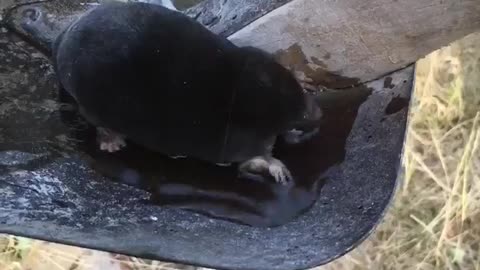 Thirsty Mole Finds a Watering Hole