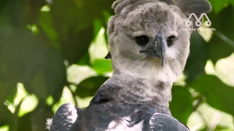 THIS IS THE GIANT EAGLE OF BRAZIL