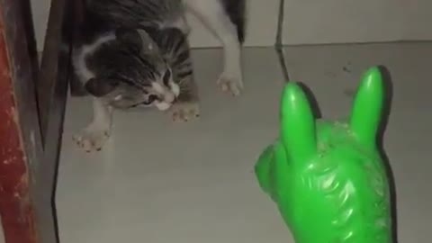 green cat?