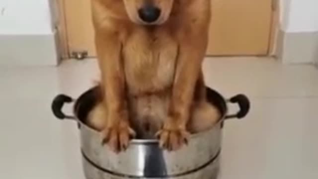 Punishment dog in the pan