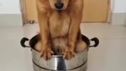 Punishment dog in the pan