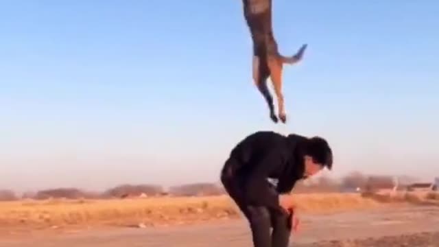 Dog flying