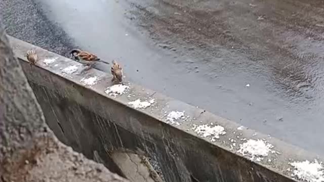 Cute bird lookingbfor food in the rain