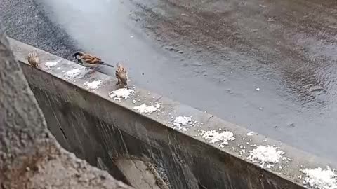 Cute bird lookingbfor food in the rain