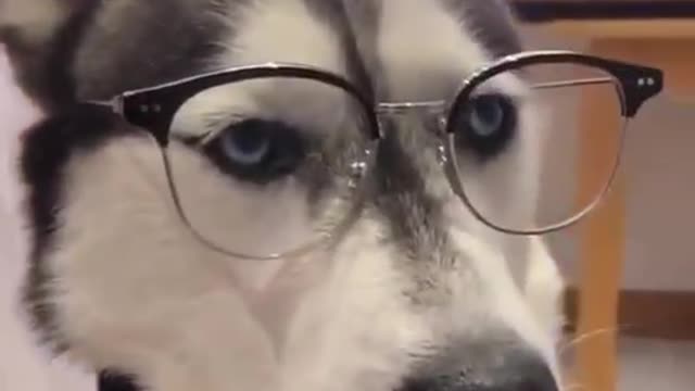 Husky looks like a math teacher with the glasses on