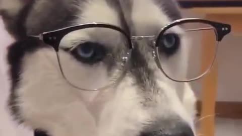 Husky looks like a math teacher with the glasses on