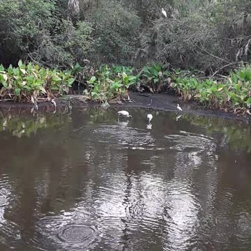 See ya later Alligator