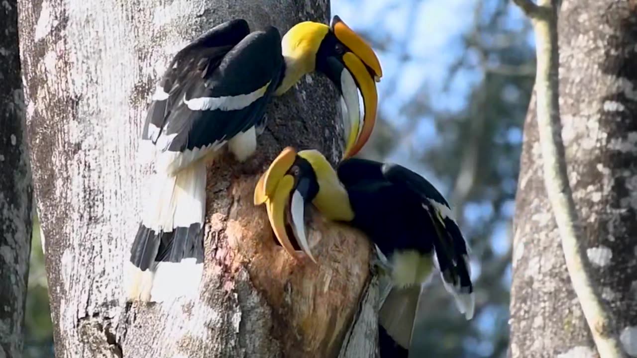 Great Indian hornbill making nest