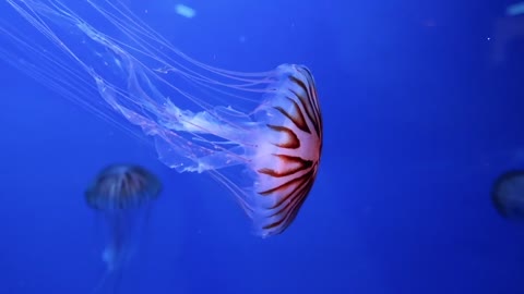 Weird animals in the ocean