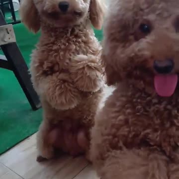 Cute puppy is punished for eating cute buns