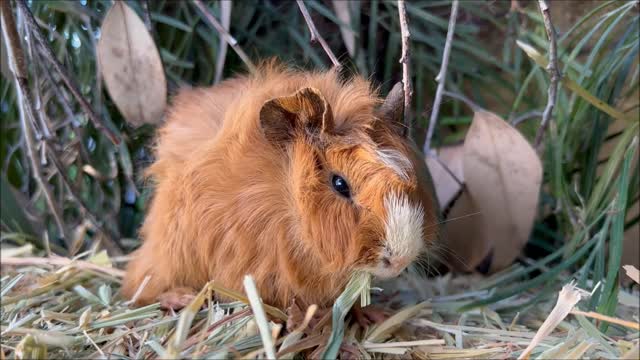 Ginger Guinea Pig