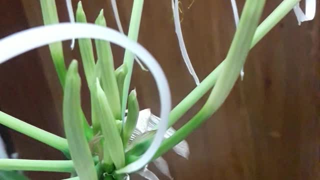 lily Flower white colour