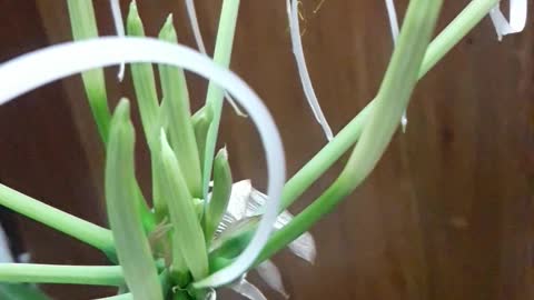lily Flower white colour