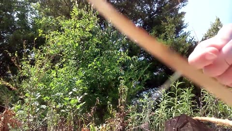 Making cordage from milkweed