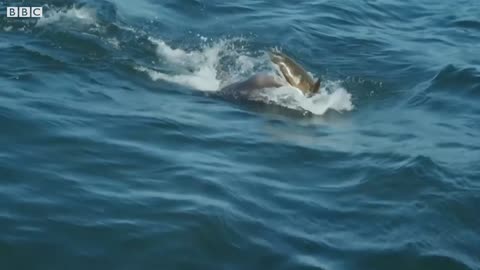 Great White Shark Attacks Robotic Seal | Spy In The Wild | BBC Earth