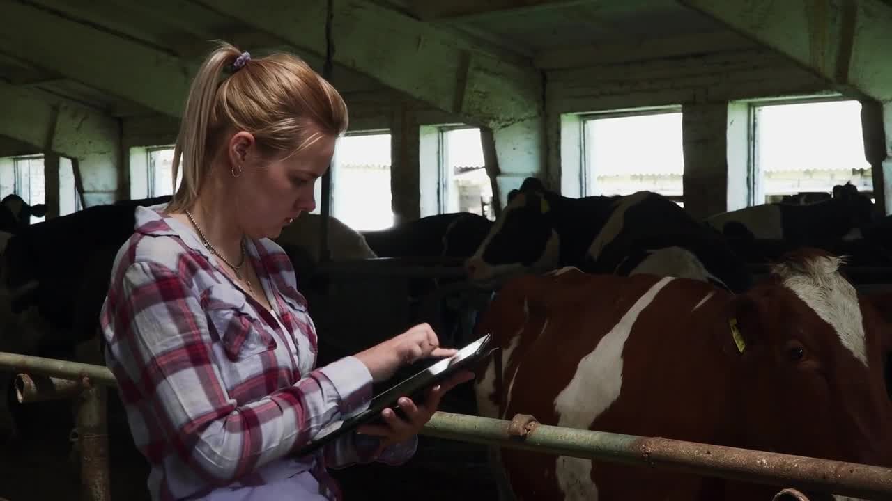 Farm girl is checking cows and put information in tablet