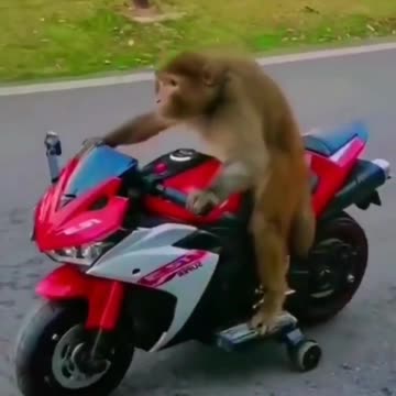 Monkey ride bike on the road