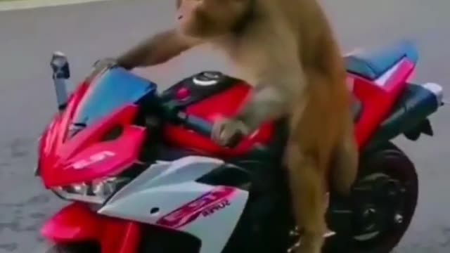 Monkey ride bike on the road