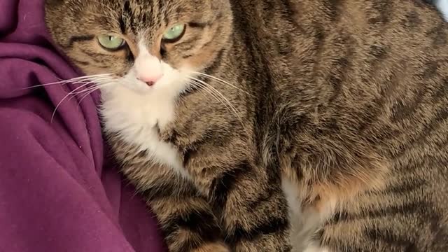 Your kitten rejects your petting and doesn't care about you