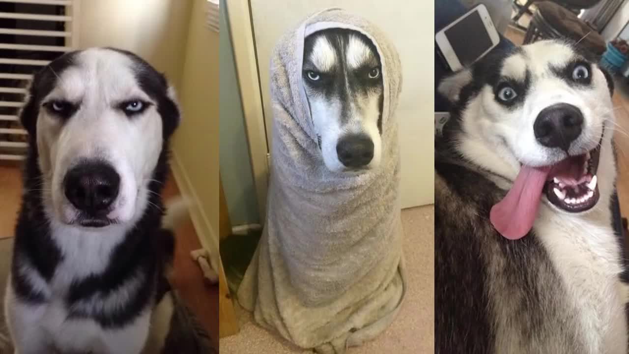 Better life with Funny husky dogs