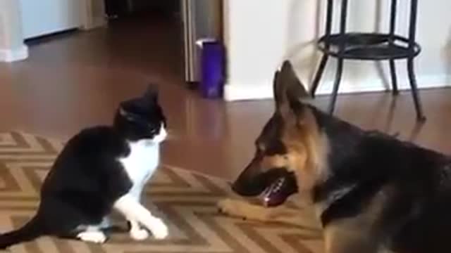 perro y gato jugando tiernamente