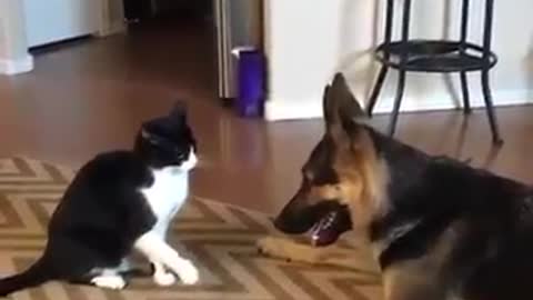 perro y gato jugando tiernamente