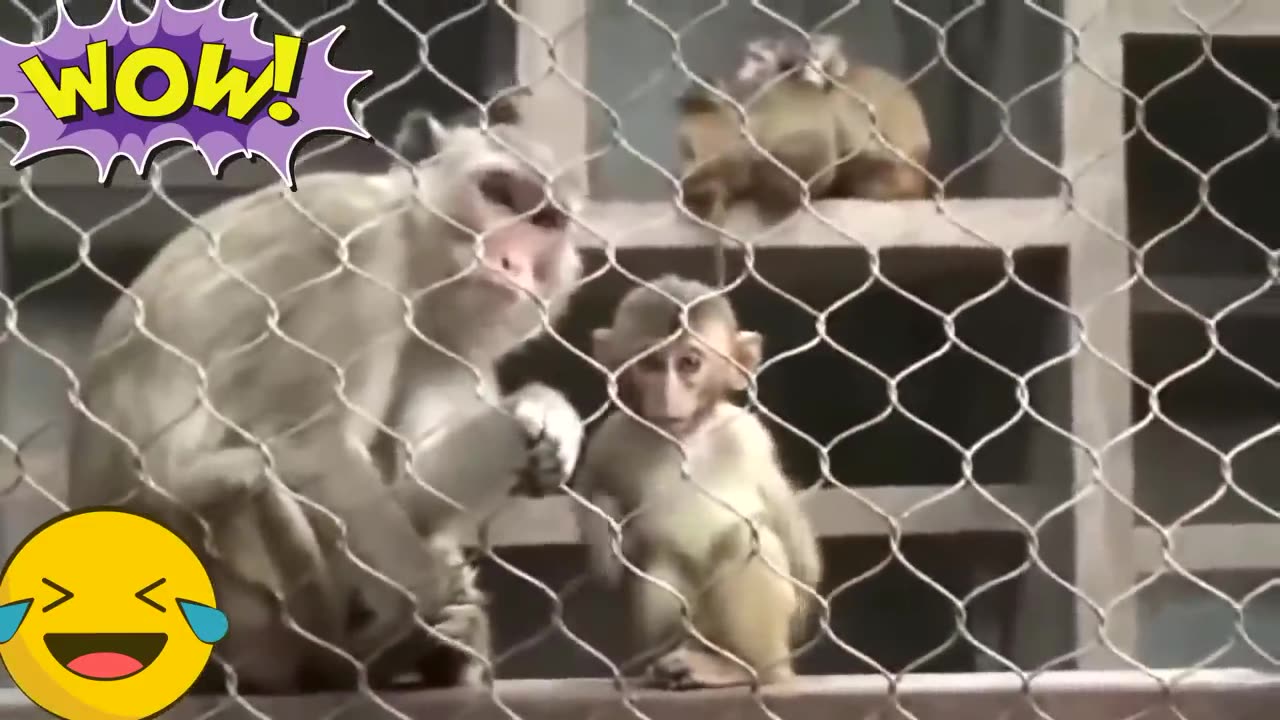 Very Funny Monkeys 🙈