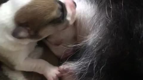 This is a young puppy feeding its mother's milk.