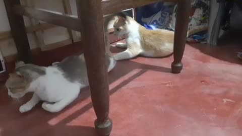 Funny Cat fighting