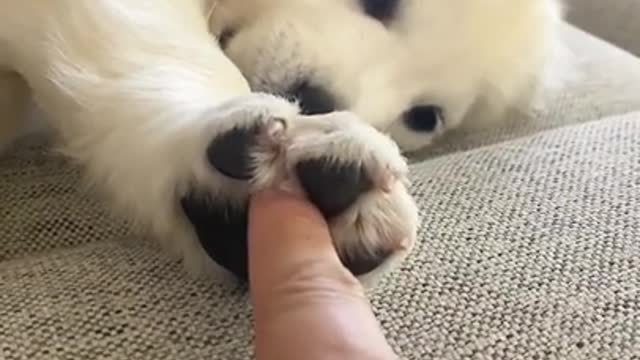 Yes You Can Hold My Hand If You Want To (Puppy Version)