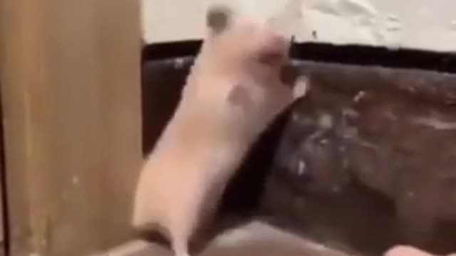 funny hamster[cute animal]