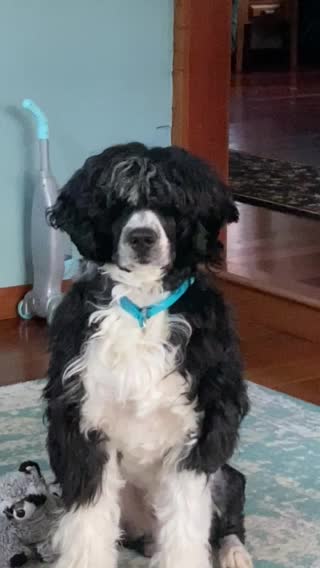 Portuguese Water Dog