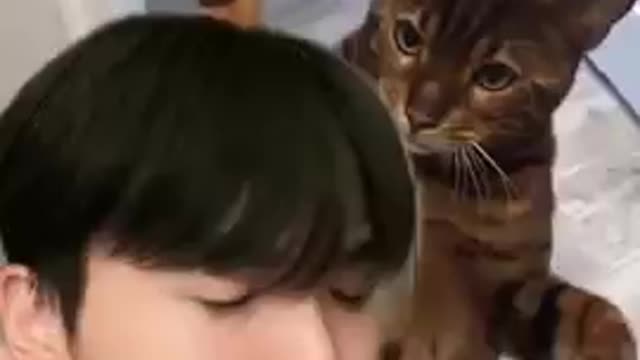 So cute cat fanny video.