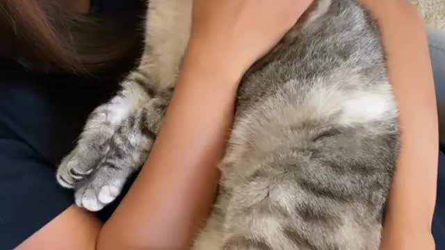 Does your Kitty like to be held like this? 💕 #love #cat #meow #cats_of_instagram