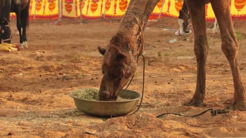 Camels at the Pushkar Fair, also called the Pushkar Camel