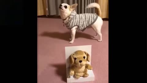 So Cute And Funny Pets