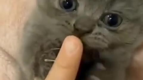 Cute funny cat plays with finger #shorts