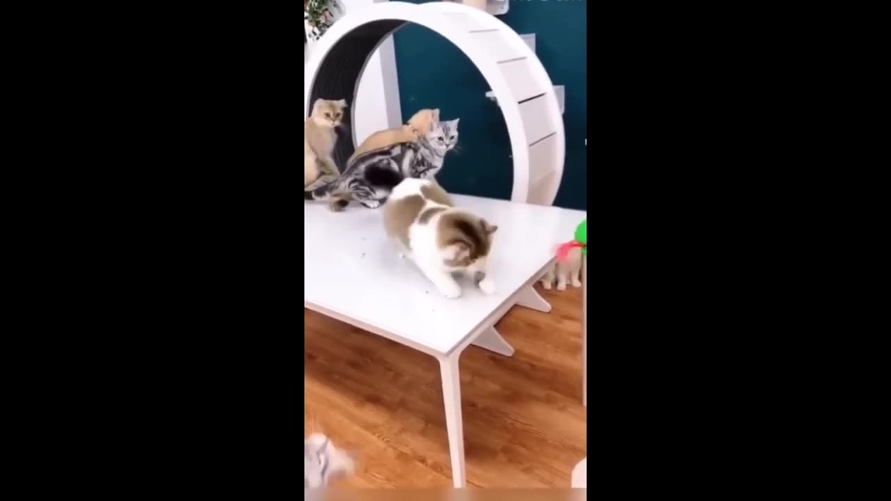 Funny Cat