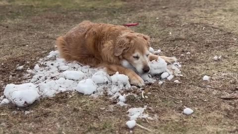 Golden Retriever Holds on to Last Bit of Snow