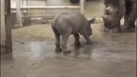 12 Baby Rhinos You'll Fall in Love With