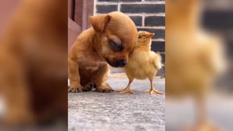 The cute puppy and the chick are instantly adorable by them