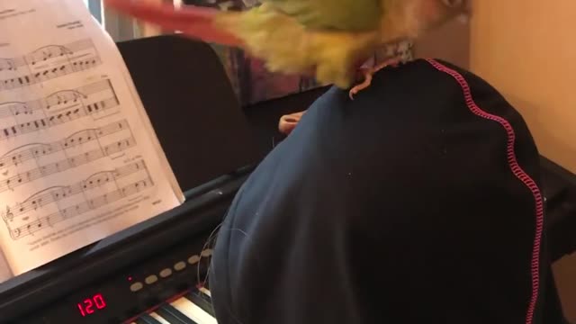 Parrot Has Best Seat in the House