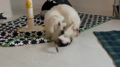 The cat teases the dog