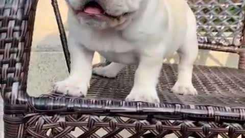 New baby dog#cut🤩🤔 funny😄😄 video😎😅😃 dogs video 😅😋😆😙