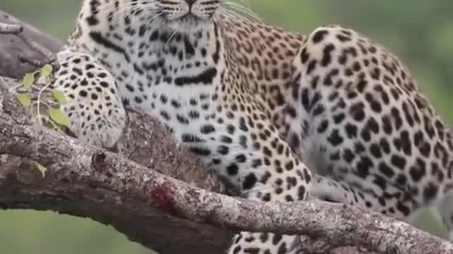 Leopards resting in a tree